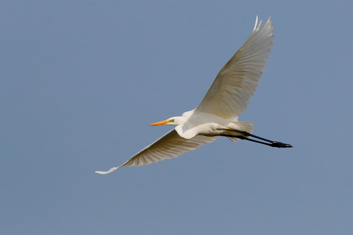 Ad ali spiegate, il sogno di Icaro.